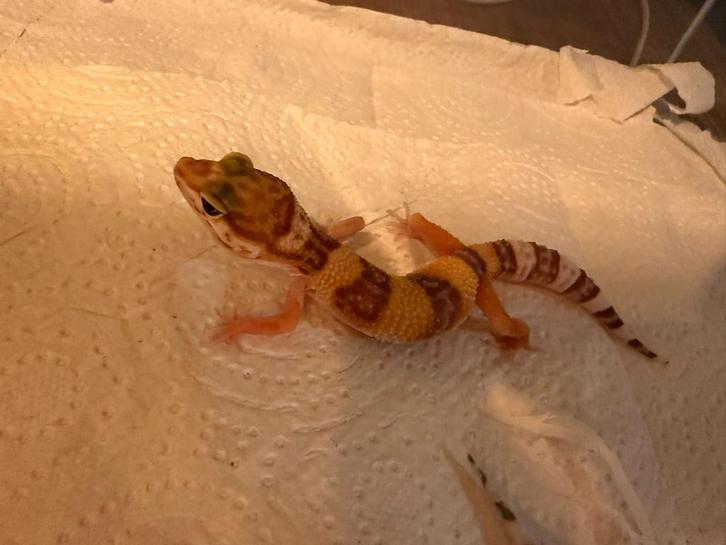 Jonge luipaard gekkos