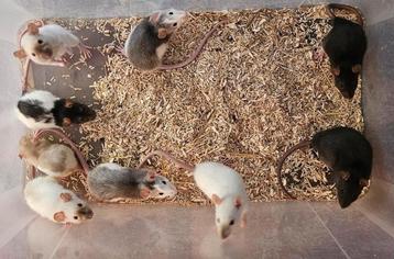 Mannelijke ratjes geboren vanaf 1e week sept beschikbaar voor biedingen