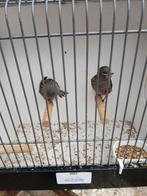 Koppel kanaries 2025, Dieren en Toebehoren, Vogels | Kanaries, Meerdere dieren, Kleurkanarie