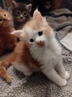 Maine Coon kitten kater, Dieren en Toebehoren, Katten en Kittens | Raskatten | Langhaar, Meerdere dieren, Ontwormd, 0 tot 2 jaar
