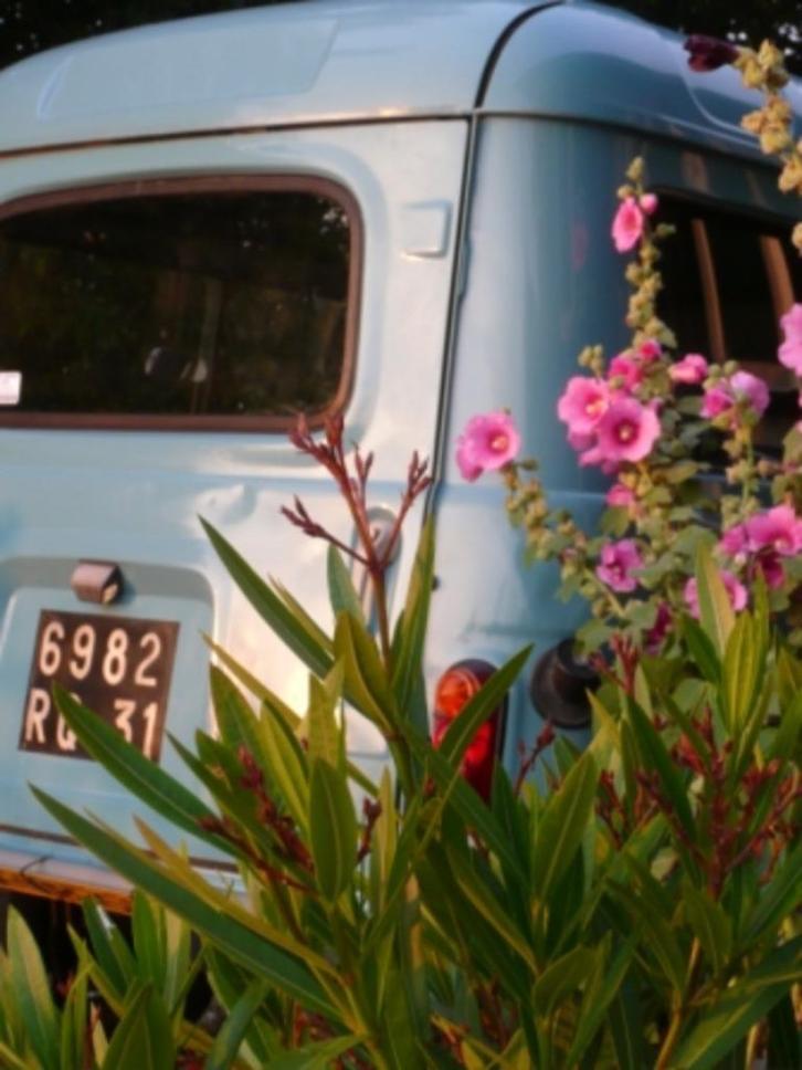 Zaadjes stokroos Div rosetinten . Zakje à 4 gram / Lathyrus, Tuin en Terras, Bloembollen en Zaden, Zaad, Gehele jaar, Volle zon