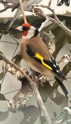 Putter man 2025, Dieren en Toebehoren, Mannelijk, Wildzangvogel, Geringd