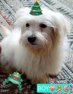 Mooie Sociale Maltezer pups, België, Maltezer, Particulier, Rabiës (hondsdolheid)