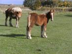 Trekpaard donkervos  hengstveulen, Minder dan 160 cm, Niet van toepassing, 0 tot 2 jaar, Hengst