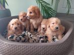 Prachtige Goldendoodle puppies !!, Meerdere, 8 tot 15 weken, Meerdere dieren, Middel