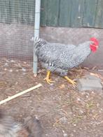 Amrock haan 2025, Dieren en Toebehoren, Pluimvee, Mannelijk, Kip