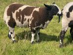 Bonte dekrammen, Mannelijk, Schaap, 0 tot 2 jaar