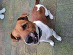 Ter overname een Jack Russel reu, Rabiës (hondsdolheid), Jack Russell Terriër, Reu, 1 tot 2 jaar