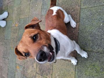 Ter overname een Jack Russel reu beschikbaar voor biedingen