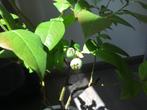 blauwe bes met fruit, Ophalen, Minder dan 100 cm, Lente, Overige soorten