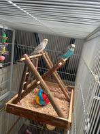 Grasparkiet koppel, Dieren en Toebehoren, Meerdere dieren, Parkiet, Tam