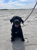 Labrador x friese stabij pup, Dieren en Toebehoren, Rabiës (hondsdolheid), Reu, 8 tot 15 weken, Eén hond