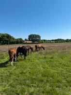 Weidegang met schuilstal voor hengsten en ruinen, Dieren en Toebehoren, Stalling en Weidegang, Weidegang, 4 paarden of pony's of meer