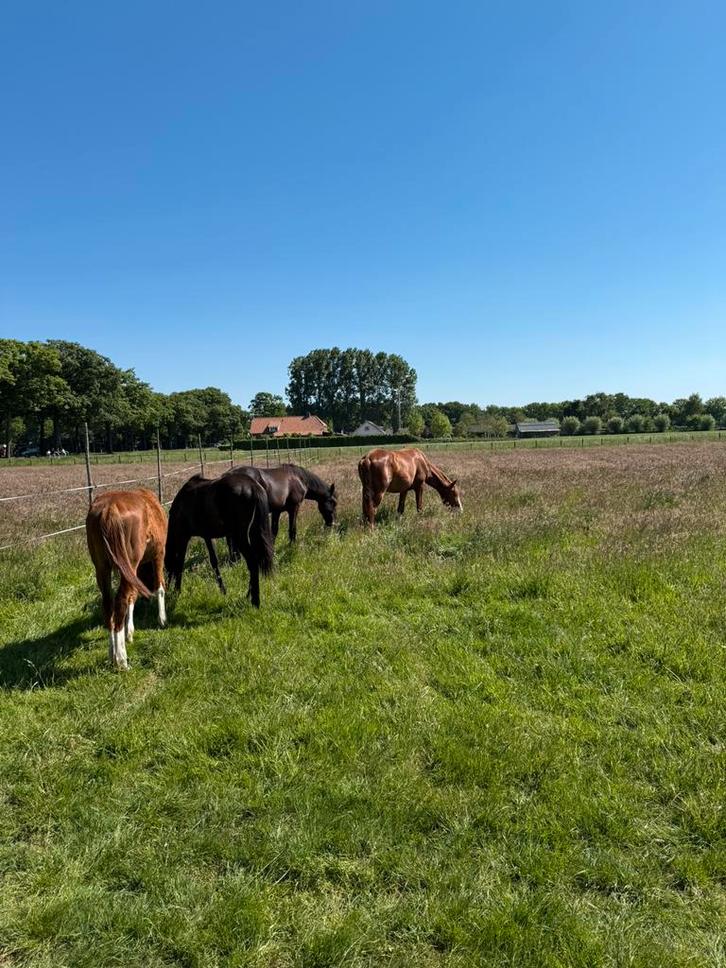 Weidegang met schuilstal voor hengsten en ruinen, Dieren en Toebehoren, Stalling en Weidegang, Opfok, Stalling, Weidegang, 4 paarden of pony's of meer