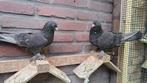Takla, Dieren en Toebehoren, Vogels | Duiven