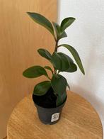 Peperomia, Huis en Inrichting, Kamerplanten, Ophalen, Halfschaduw, Minder dan 100 cm