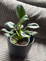 Philodendron Green Princess - stekje zonder pot, Overige soorten, Minder dan 100 cm, Groene kamerplant, Halfschaduw