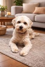 Dekreu australian labradoodle  mini, Reu, 1 tot 2 jaar, Parvo, Eén hond