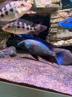 Fossorochromis Rostratus trio malawi cichliden, Vis