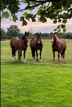 Vriendelijke volwassen (21+) en gevorderde bijrijder gezocht, Dieren en Toebehoren, Paarden en Pony's | Overige Paardenspullen
