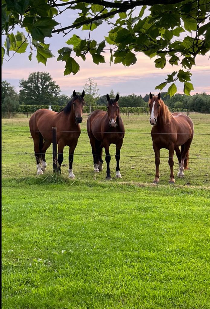 Vriendelijke volwassen (21+) en gevorderde bijrijder gezocht, Dieren en Toebehoren, Paarden en Pony's | Overige Paardenspullen