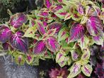 Siernetel, Tuin en Terras, Planten | Tuinplanten, Ophalen of Verzenden, Zomer, Overige soorten, Volle zon