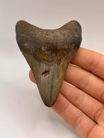 Haaientand Megalodon 9.5 centimeter, Verzamelen, Mineralen en Fossielen, Ophalen of Verzenden, Fossiel