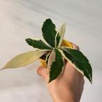 Hoya crimson queen, Ophalen of Verzenden, Halfschaduw, Minder dan 100 cm