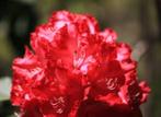 Mooie grote Rhododendrons in 4 kleuren
