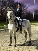 Betrouwbare topbrave 9 jarige ruin D pony, Dieren en Toebehoren, Pony's, Gechipt, Ruin, Dressuurpony, L