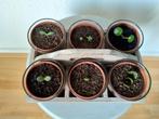 Zes planten stekjes in glaasje in vakken kistje., Huis en Inrichting, Kamerplanten, Ophalen, Halfschaduw, Minder dan 100 cm