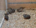 Cineese dwergkwartels, Dieren en Toebehoren, Pluimvee, Meerdere dieren, Overige soorten