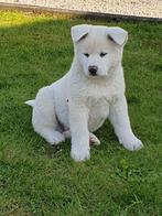 nog enkele  witte akita inu pups, Dieren en Toebehoren, Particulier, Rabiës (hondsdolheid), Meerdere, 8 tot 15 weken