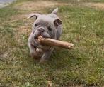 American Bully Micro/Pocket Bully, Dieren en Toebehoren, Honden | Bulldogs, Pinschers en Molossers, Bulldog, Meerdere, Meerdere dieren
