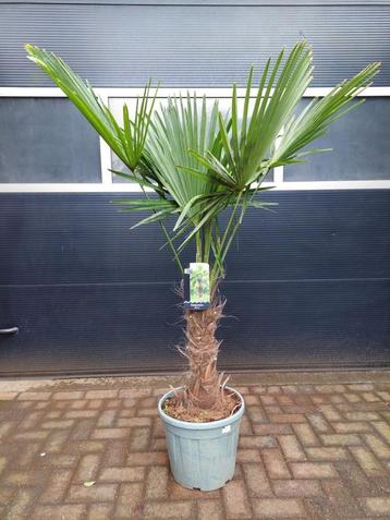 Trachycarpus Fortunei - Chinese Waaierpalm H: 170 cm. beschikbaar voor biedingen