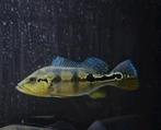 Cichla piquiti blue azul, Dieren en Toebehoren, Vis, Zoetwatervis