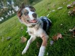Australische herder / border collie pup, Dieren en Toebehoren, Rabiës (hondsdolheid), 15 weken tot 1 jaar, Reu, Eén hond