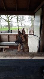 Mechelse herder, Dieren en Toebehoren, Honden | Herdershonden en Veedrijvers, 6 jaar of ouder, CDV (hondenziekte), Teef, Eén hond