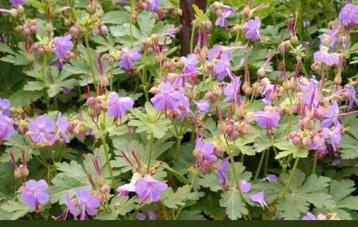 Ooievaarsbek, Geranium macrorrhizum