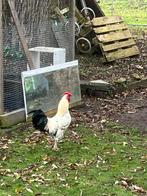 3 jonge en grote hanen (gratis)., Dieren en Toebehoren, Pluimvee, Mannelijk, Kip