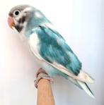 Nigrigenis blauw bont, Dieren en Toebehoren, Vogels | Parkieten en Papegaaien, Meerdere dieren, Parkiet