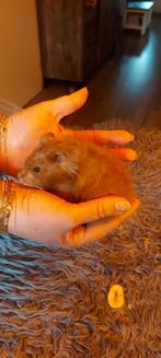 Lieve Syrische goudhamster zoekt lief baasje, Vrouwelijk, Hamster, Tam