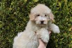 Mini doodle pups per direct beschikbaar, CDV (hondenziekte), Meerdere, Klein, 8 tot 15 weken