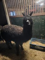 Alpaca, Dieren en Toebehoren, Overige Dieren, Mei, Vrouwelijk