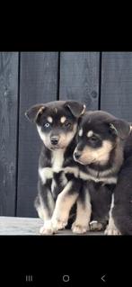 Schitterende labrador x husky pups., Dieren en Toebehoren, Honden | Retrievers, Spaniëls en Waterhonden, Overige rassen, CDV (hondenziekte)