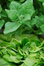 spinazie zaden, Verzenden, Zaad