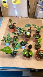 Pakket plant variegata 16 stuks philo Alocasia strelitzia, Overige soorten, Minder dan 100 cm, Ophalen of Verzenden, Halfschaduw