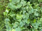 Waldsteinia ternata, bodembedekker, Tuin en Terras, Planten | Tuinplanten, Ophalen, Bodembedekkers, Halfschaduw