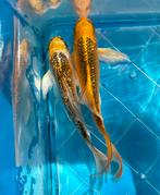 Kleuren mix prachtige butterfly kois !!, Karper of Koi