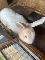 Konijnen met toebehoren, Dieren en Toebehoren, Konijnen, Meerdere dieren